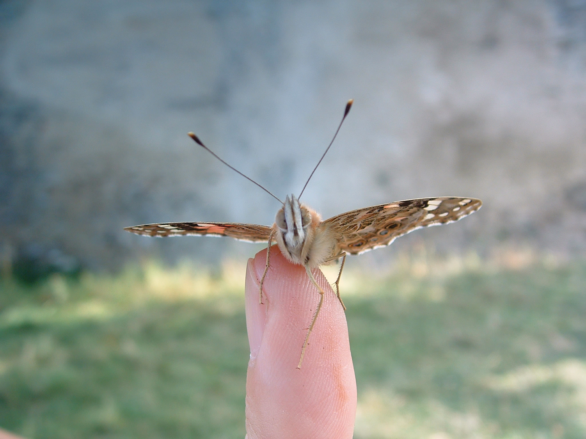 DSCF0326.JPG